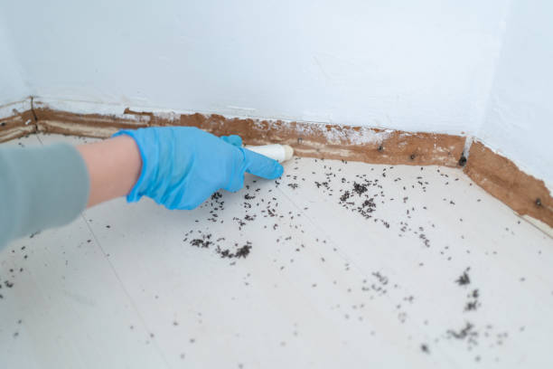 Real Estate Pest Inspections in Los Gatos, CA